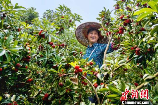 全国唯一的苗族侗族自治县庆成立30周年 特色农业助脱贫