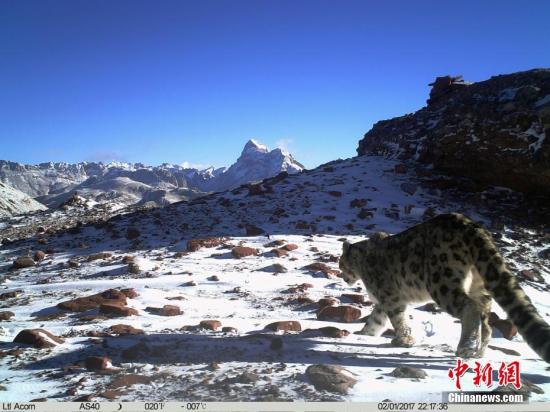 新疆民间雪豹保护组织调查称:人兽冲突威胁雪