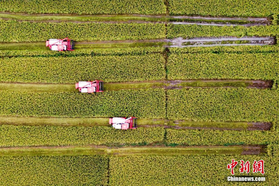 广东江门：打掉涉黑组织猪肉每斤下降5元