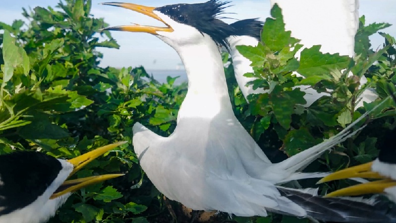 “蓝盾”守望处 碧海生息时
