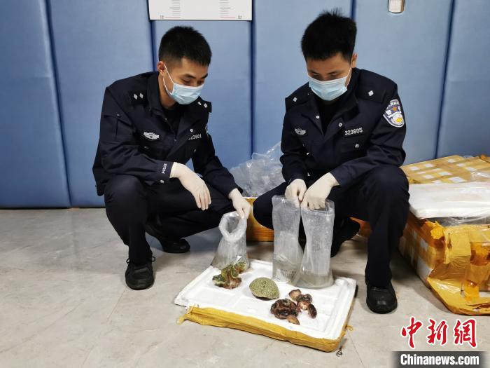 广西边境警方查获国家濒危海洋野生保护动物活体珊瑚513株