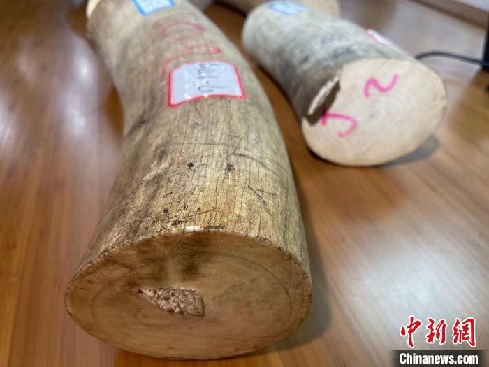 南京海关移交一批罚没濒危野生动植物及其制品