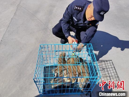 新疆民警成功救助国家一级保护动物金雕
