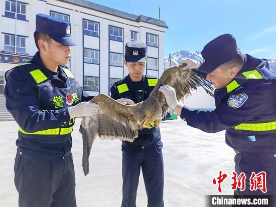 新疆民警成功救助国家一级保护动物金雕