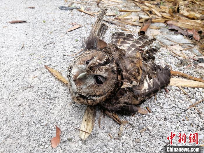 云南德宏：民警及时救助国家二级保护动物鸱鸮
