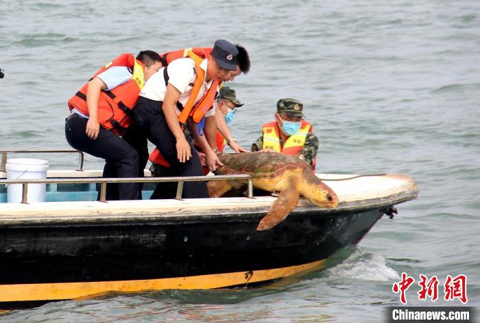 福建漳州海警成功救助濒危野生赤蠵龟