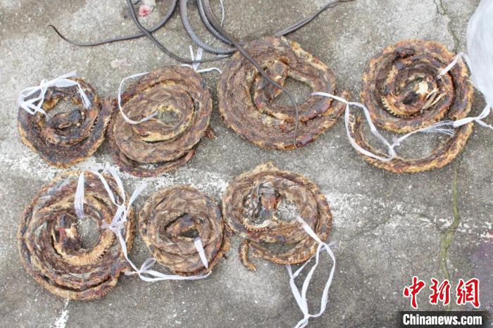 浙江台州警方查获500余条野生蛇 捕蛇者涉嫌非法狩猎罪
