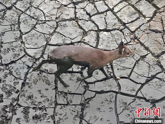 湖北五峰：野生毛冠鹿被困污水池 警民携手救助