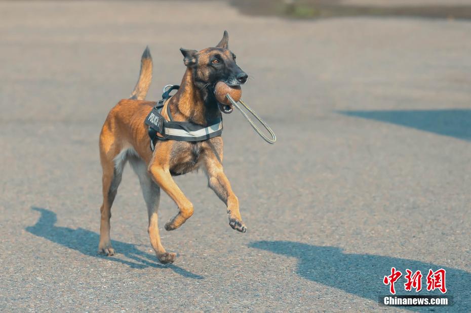 8岁搜救犬去世 重庆消防员列队脱帽送别