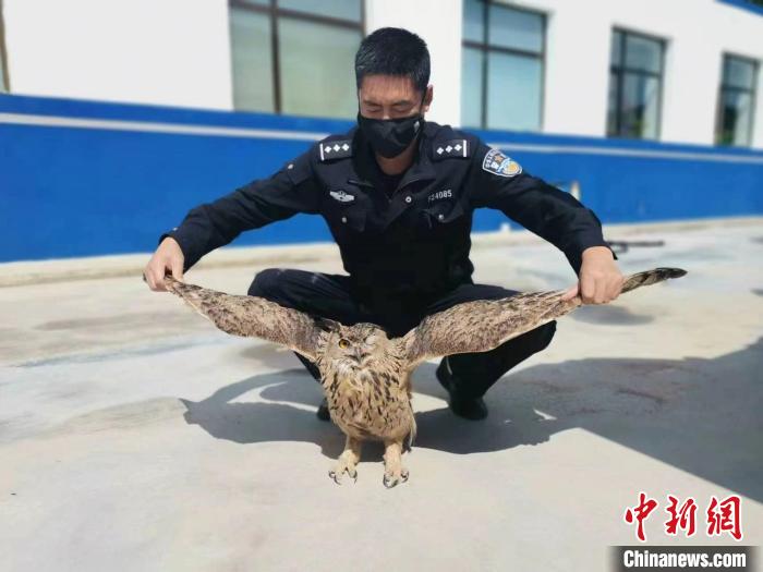 青海互助警民联手救助国家二级保护野生动物雕鸮