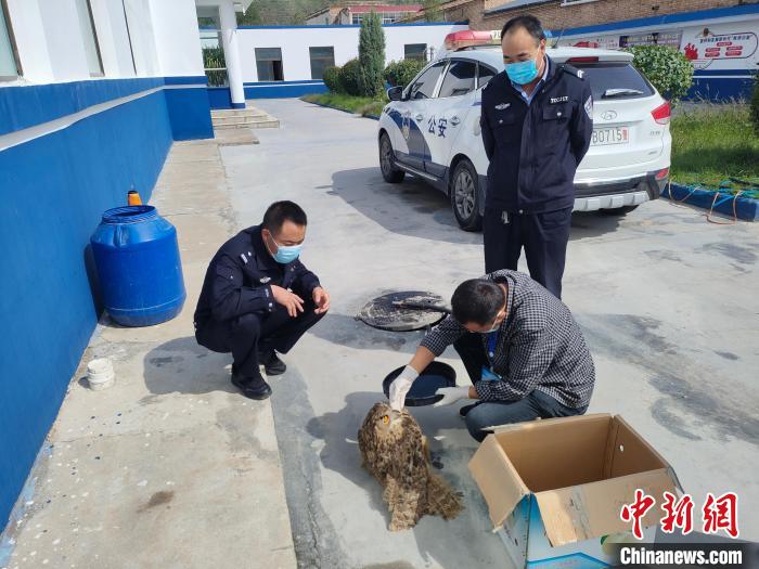 青海互助警民联手救助国家二级保护野生动物雕鸮