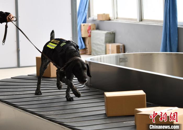 北京警方開展警犬訓練助力“百日行動”