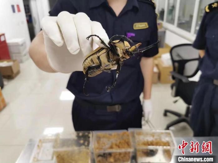 今年以来上海海关在非贸易渠道累计截获外来物种185种次