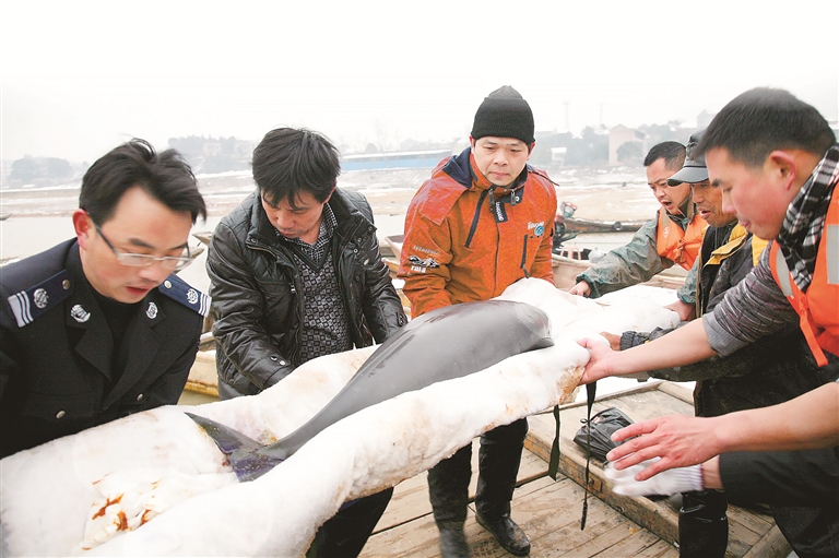 长江禁渔成效显著 濒危物种逐步回归