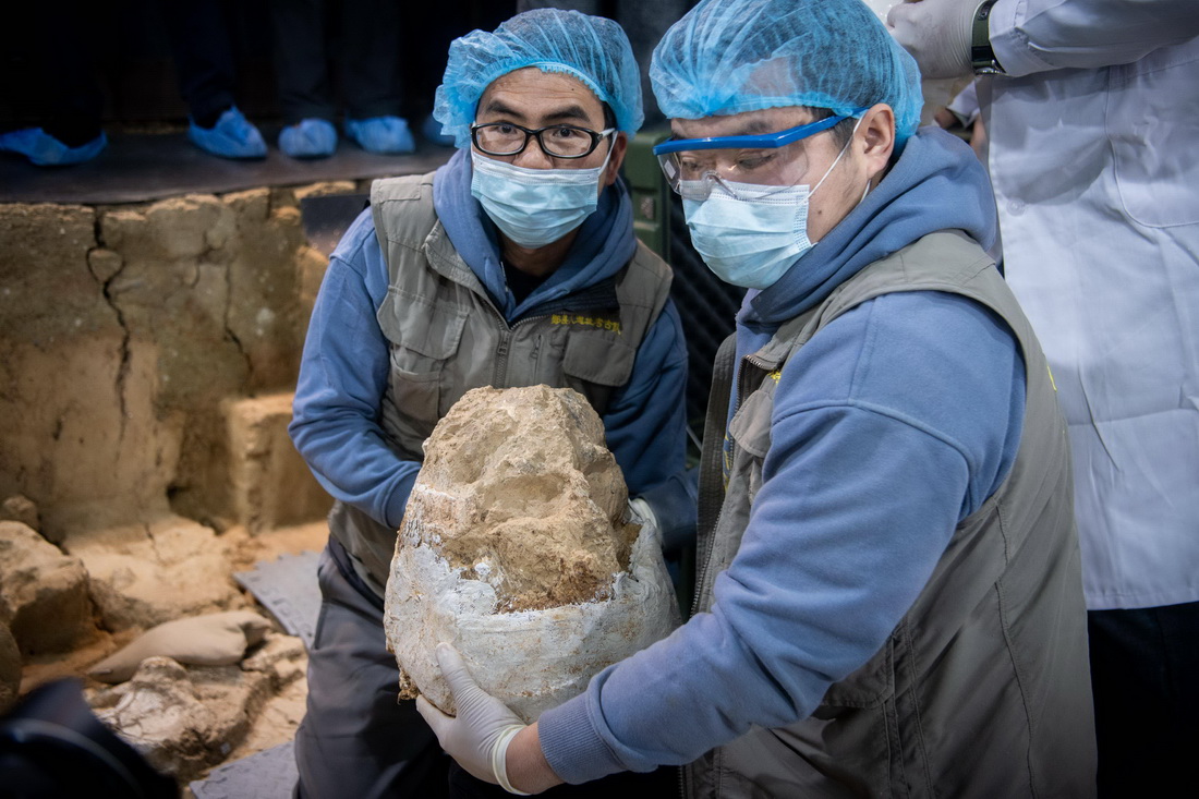 距今百万年的“郧县人”3号头骨化石顺利提取