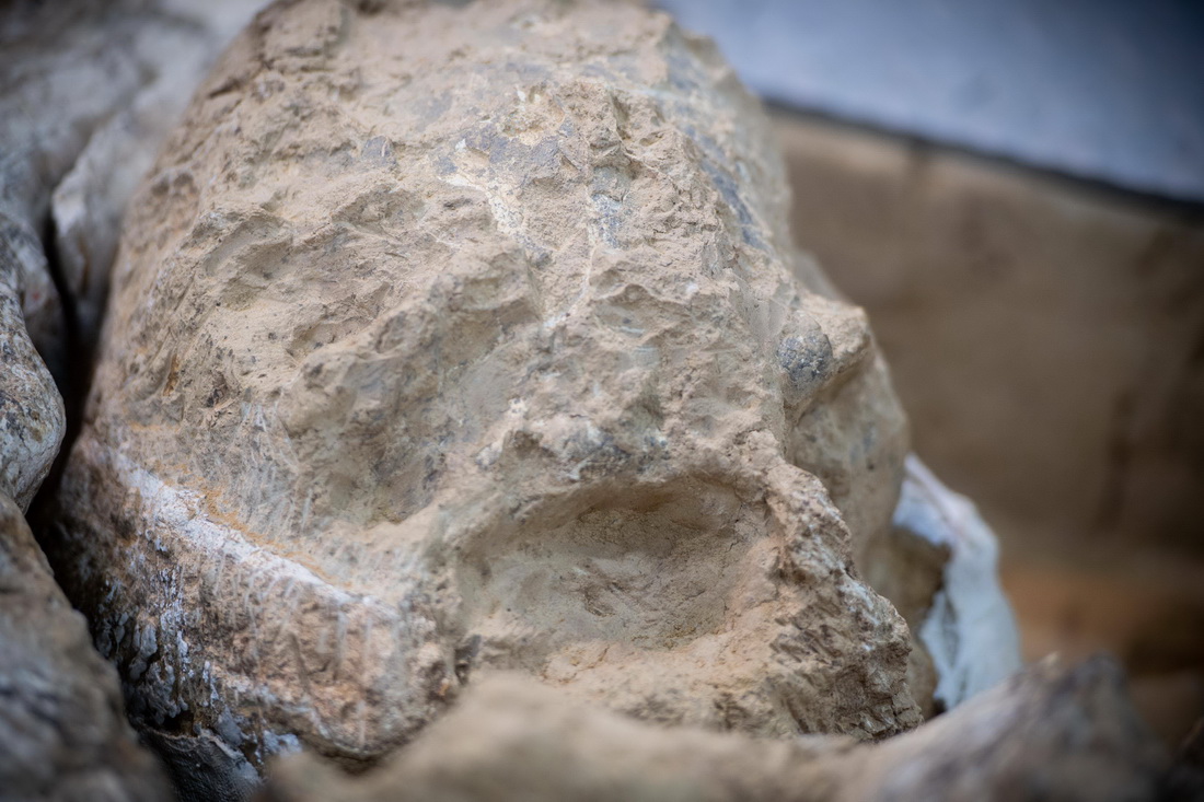 距今百万年的“郧县人”3号头骨化石顺利提取