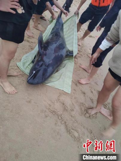 春节期间广东海警局成功救助搁浅海豚