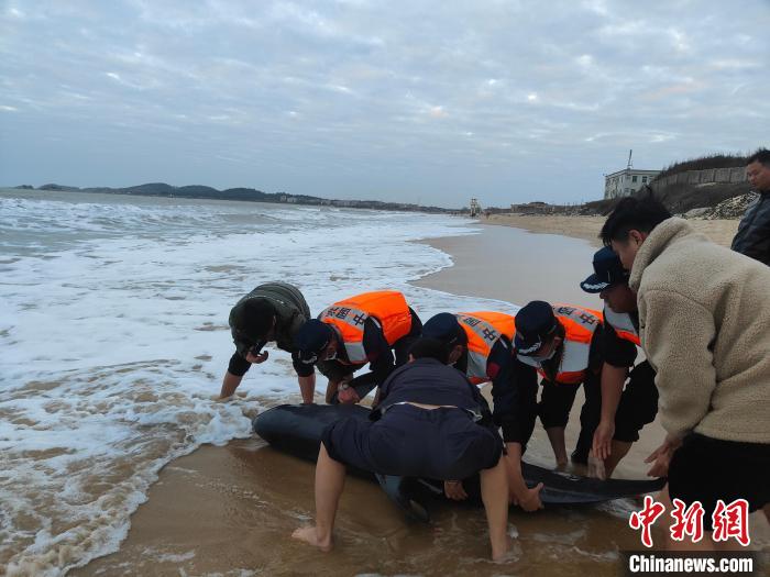 春节期间广东海警局成功救助搁浅海豚