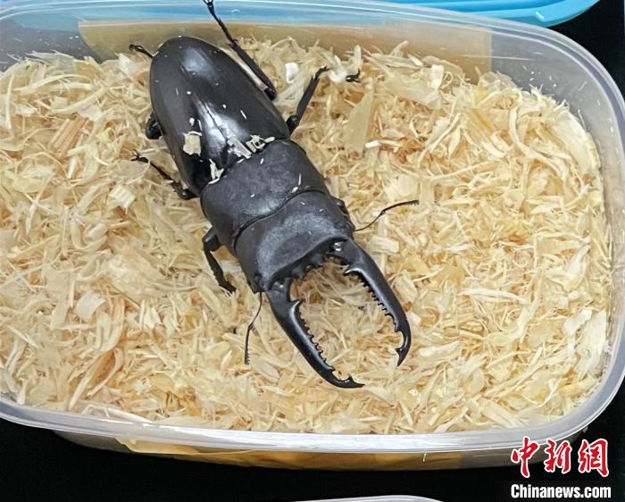 “最强锹甲”闯关被擒 北京海关在邮递渠道查获异宠活体甲虫