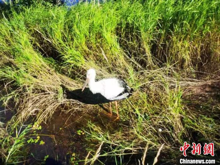 国家一级保护鸟类东方白鹳跌落水塘 幸被民警救助