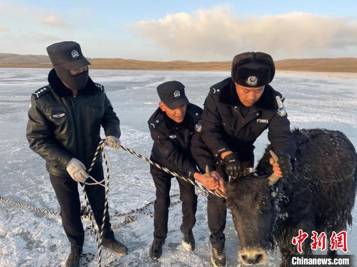 海拔4300米 青海玛多警民携手冰湖救牦牛
