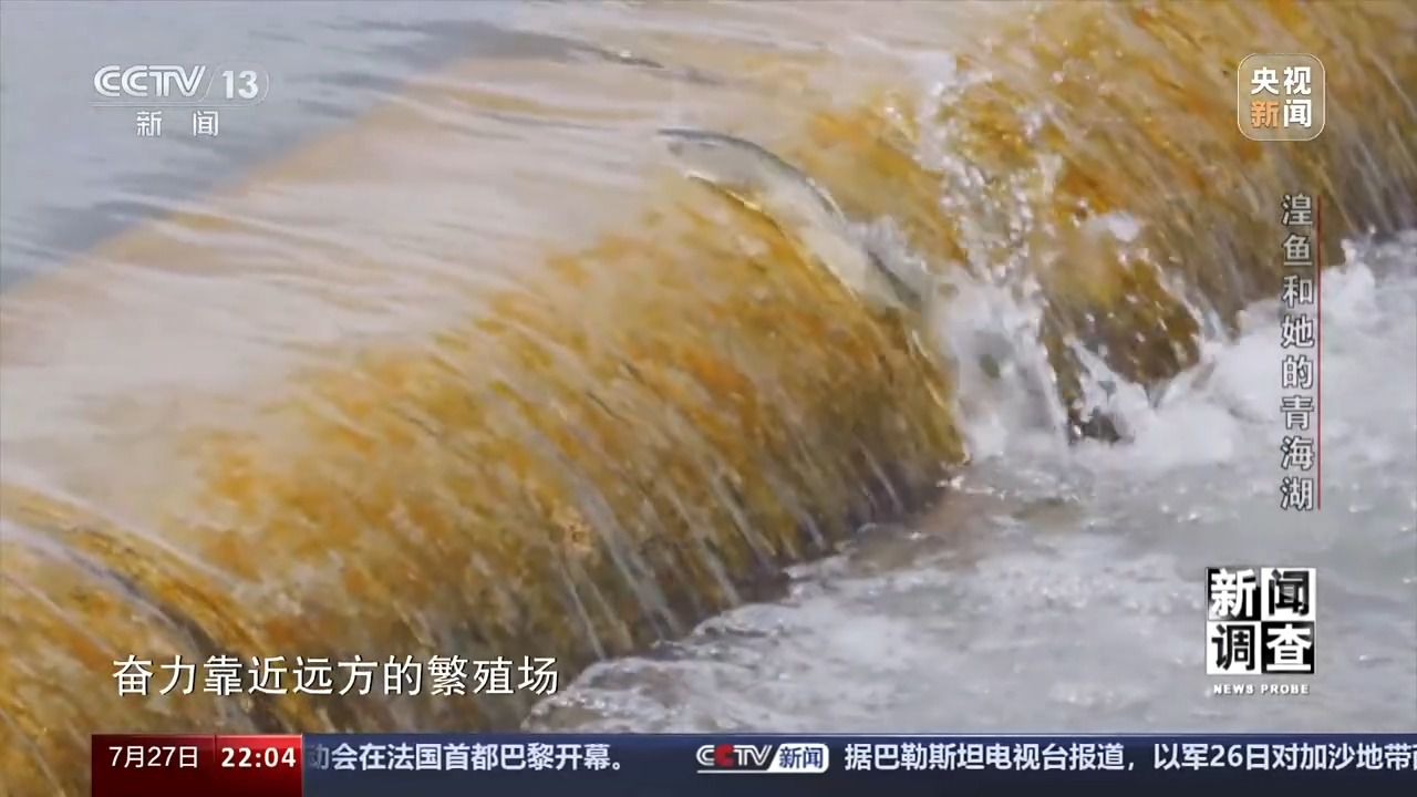 拯救濒危湟鱼 青海湖如何再现半河清水半河鱼？