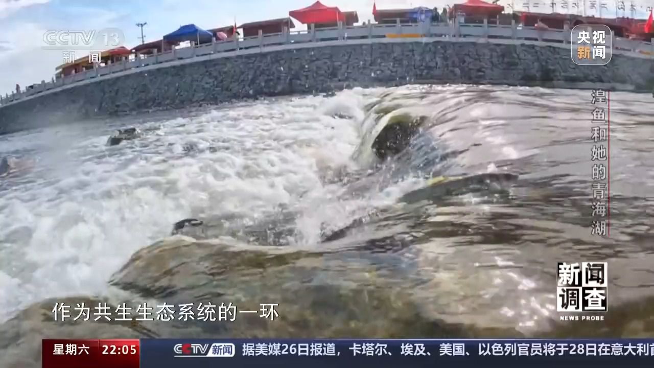 拯救濒危湟鱼 青海湖如何再现半河清水半河鱼？