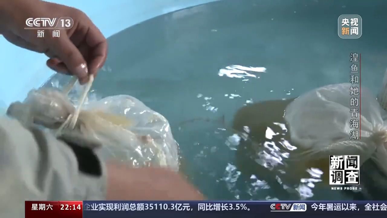 拯救濒危湟鱼 青海湖如何再现半河清水半河鱼？