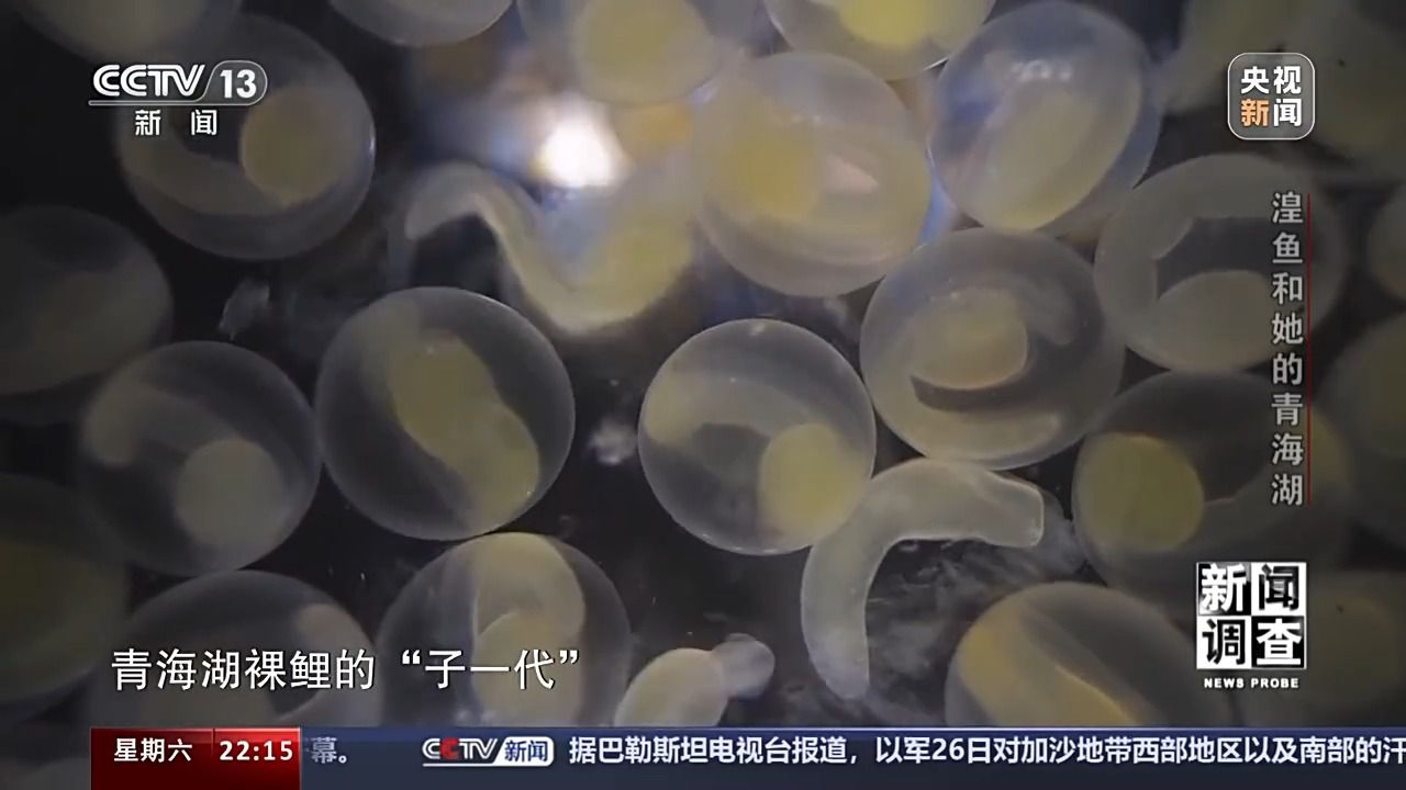 拯救濒危湟鱼 青海湖如何再现半河清水半河鱼？