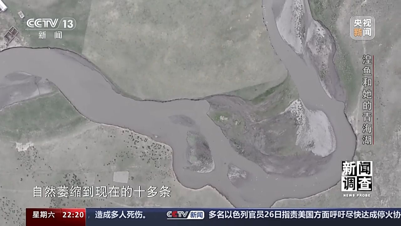 拯救濒危湟鱼 青海湖如何再现半河清水半河鱼？