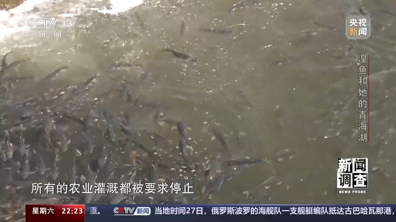 拯救濒危湟鱼 青海湖如何再现半河清水半河鱼？