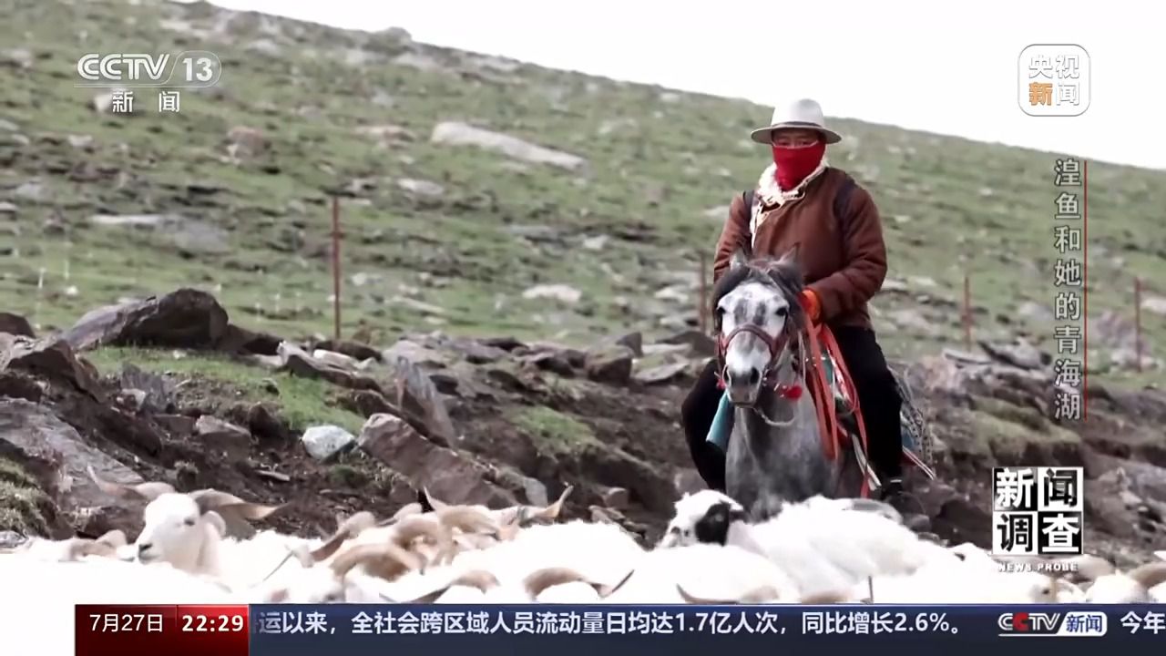 拯救濒危湟鱼 青海湖如何再现半河清水半河鱼？