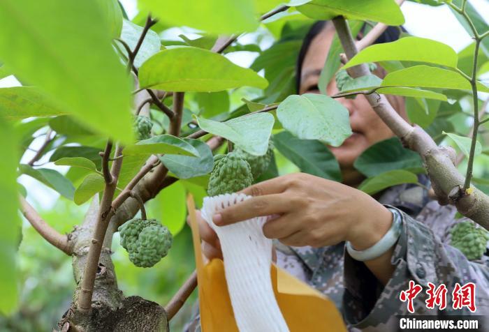 海南率先加强无性繁殖植物知识产权保护