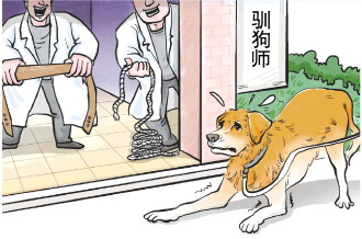 花8000元送去宠物学校的狗挨了打 记者调查驯犬市场乱象