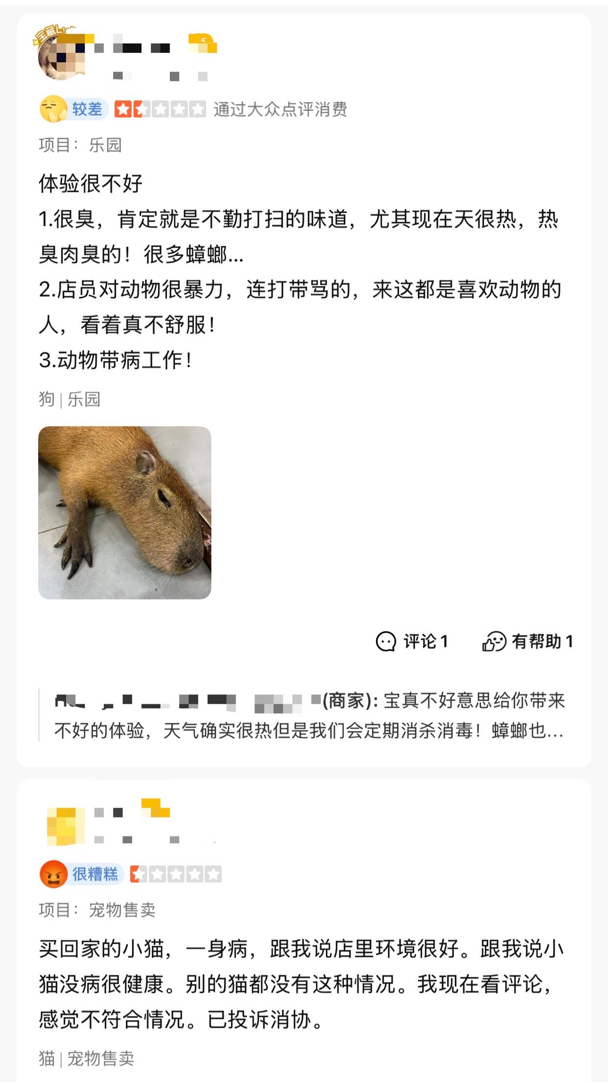 卡皮巴拉、羊驼入驻商场、写字楼 究竟暗藏哪些隐患？