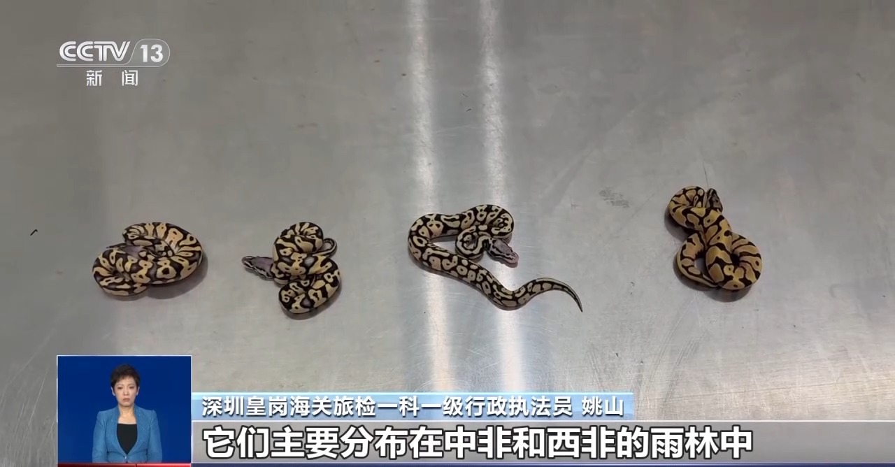 重拳打击走私犯罪 海关总署查获濒危野生动植物制品479吨
