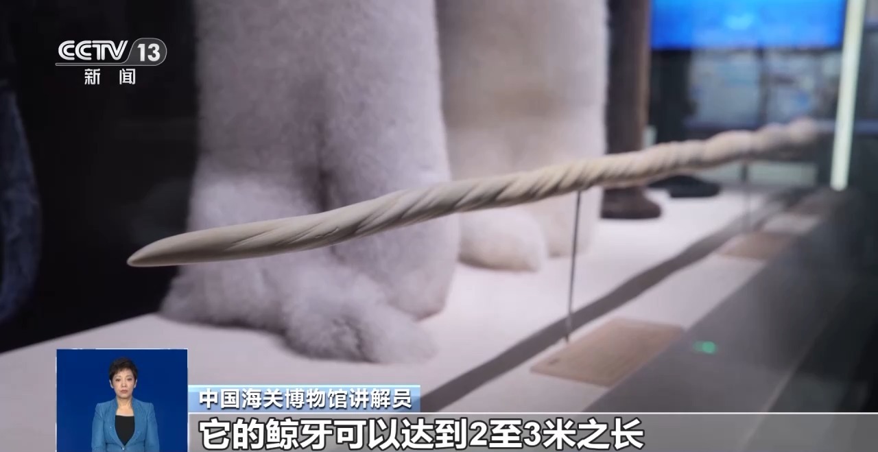 重拳打击走私犯罪 海关总署查获濒危野生动植物制品479吨