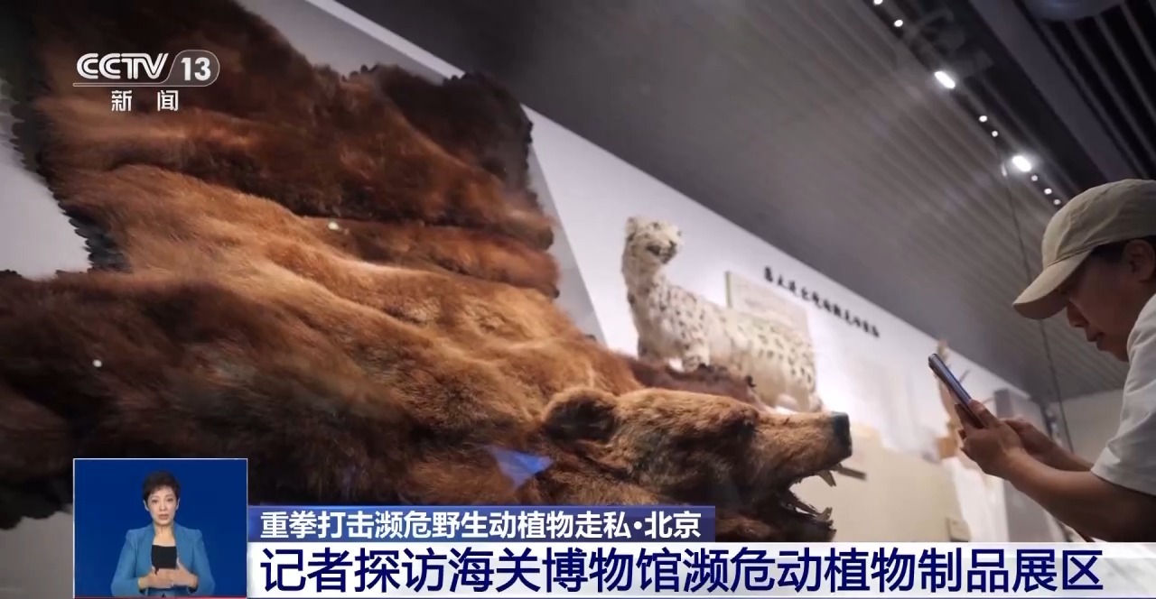 重拳打击走私犯罪 海关总署查获濒危野生动植物制品479吨