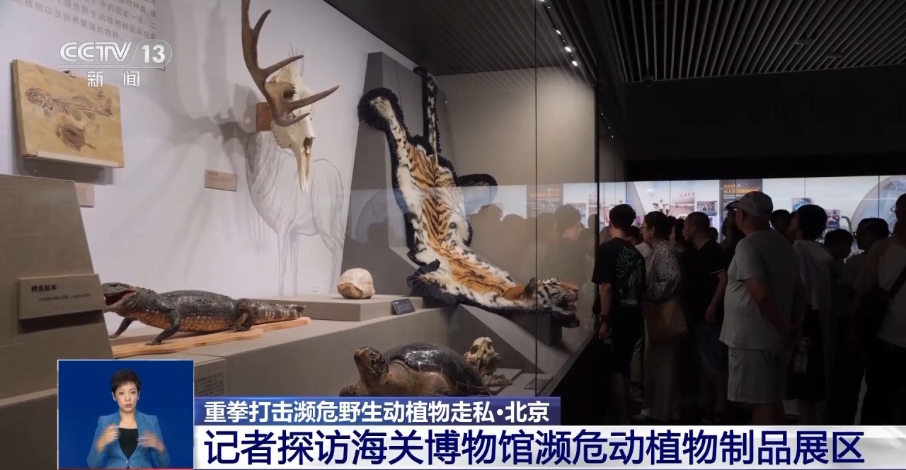 重拳打击走私犯罪 海关总署查获濒危野生动植物制品479吨
