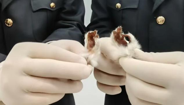 昆明海关所属打洛海关查获蜂猴爪2只