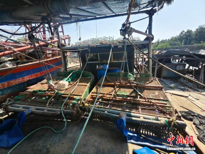 广西海警查获一起非法捕捞沙虫案