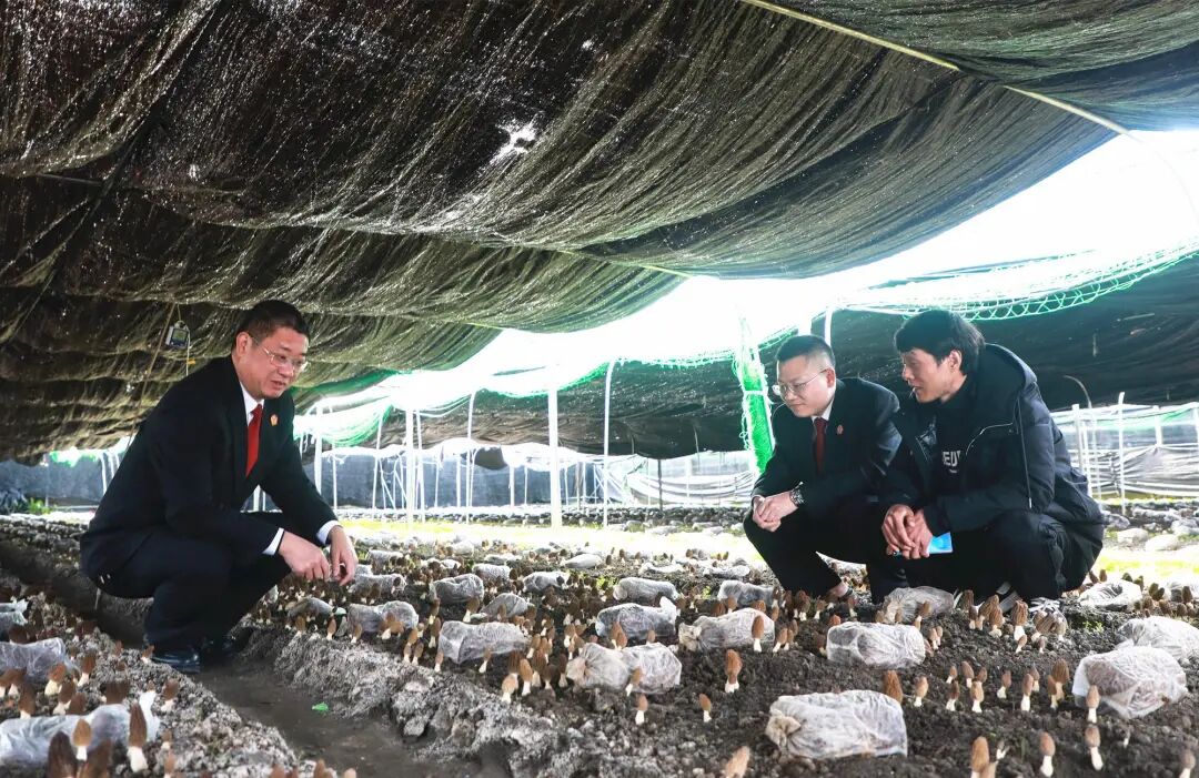 做好“三角色” 山乡焕新颜!周宁法院激活乡村治理新动能 做好“三角色” 山乡焕新颜!周宁法院激活乡村治理新动能