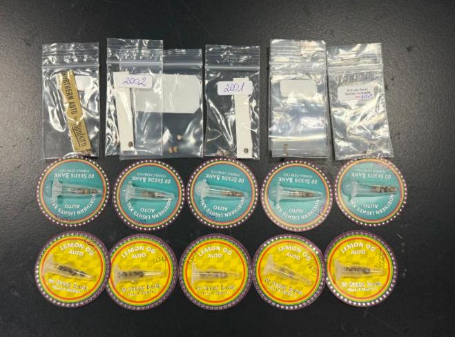 广州海关查获大麻种子68粒