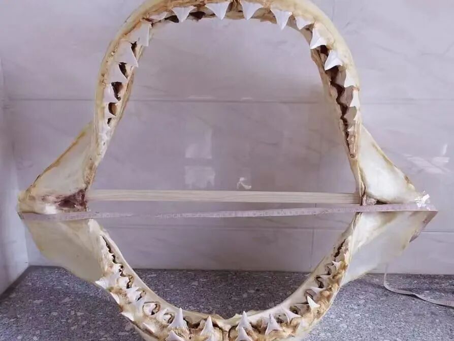 让万物生灵共享法治蓝天