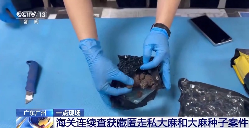 申报家具变“咖啡”?海关连续查获藏匿走私大麻和大麻种子案件