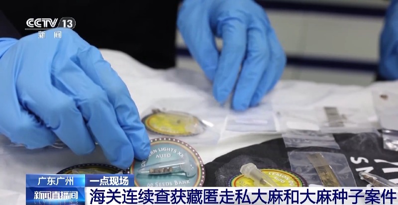 申报家具变“咖啡”?海关连续查获藏匿走私大麻和大麻种子案件