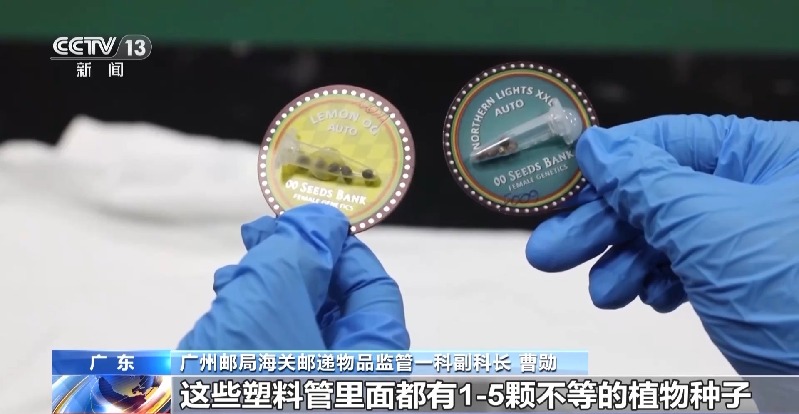 申报家具变“咖啡”?海关连续查获藏匿走私大麻和大麻种子案件