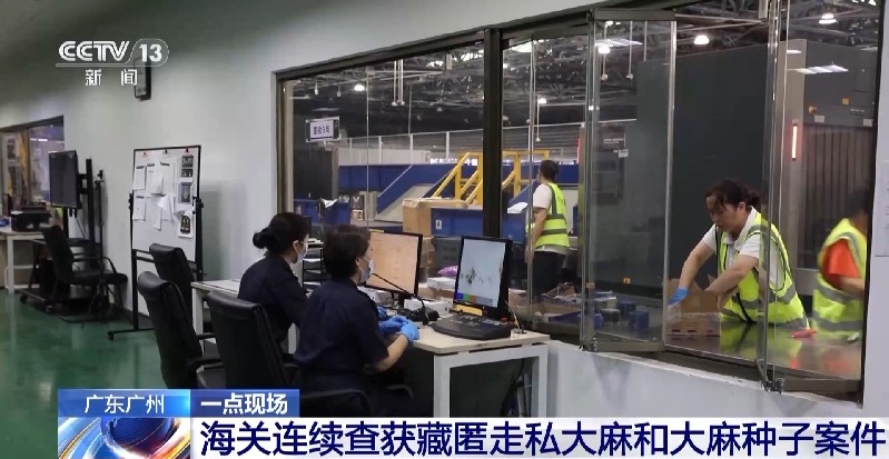 申报家具变“咖啡”?海关连续查获藏匿走私大麻和大麻种子案件