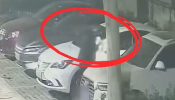 看到立即报警!这种小卡片竟是电诈引流工具