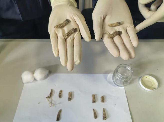 青岛大港海关查获响尾蛇尾部标本制品12个